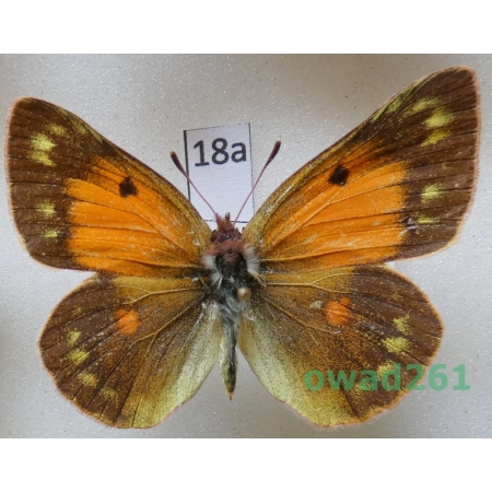 Colias thisoa Menetries, 1832 female Uzbekistan18a